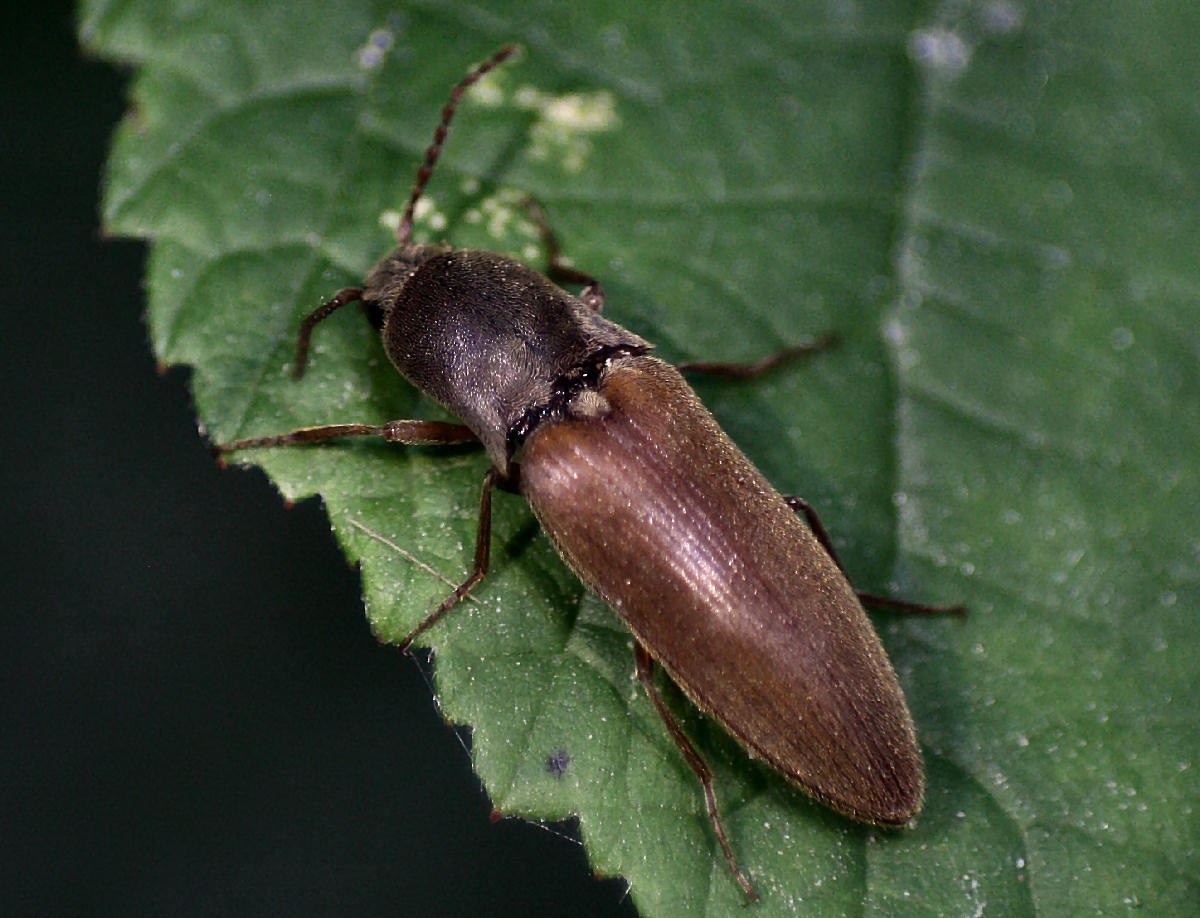 Agriotes sp.
